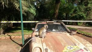 Mad Max Monkey