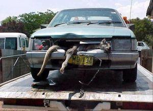 Roo to go