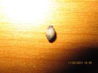 post-20342-14150821063624_thumb.jpg