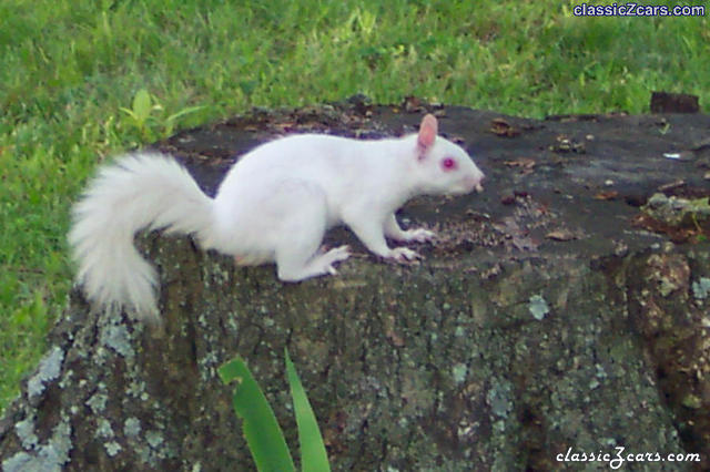 Albino Squirrel