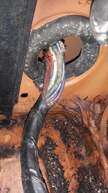 fou wiring damage mice2.jpg