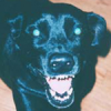 DogPetter